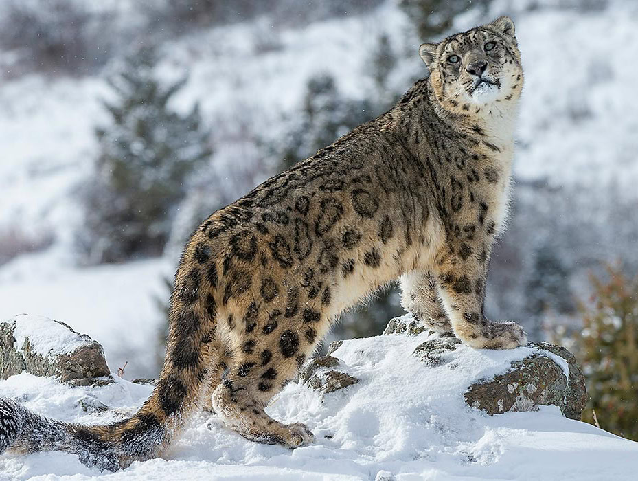 A snow leopard.