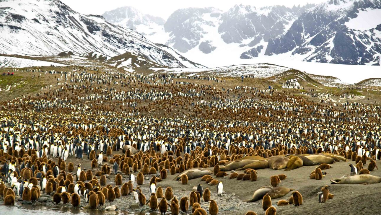 Penguins and other wildlife in Antarctica.