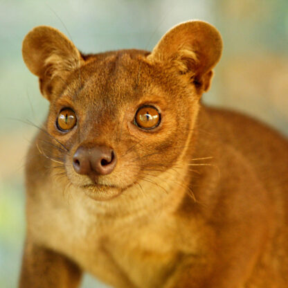 Close-up of Madagascar’s largest predator, the cat-like fossa.