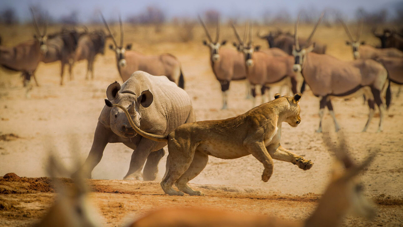 Wildlife in Namibia.