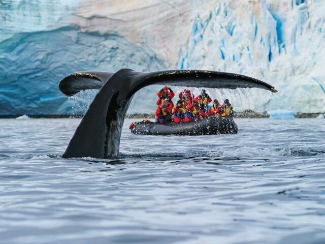 A group of tourists whale watching.