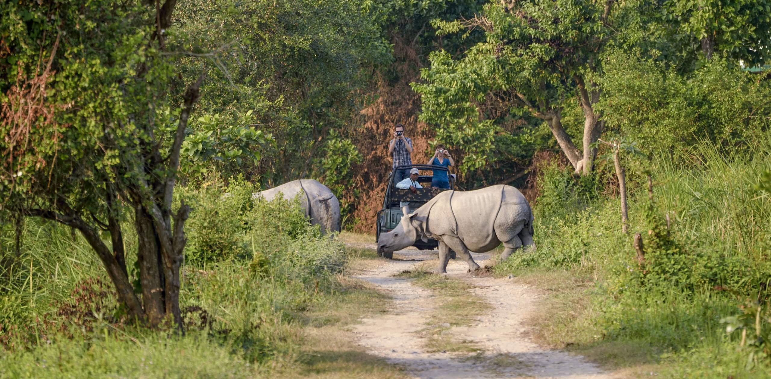 Wildlife of East India Tour  From Red Pandas to Rhino Safari