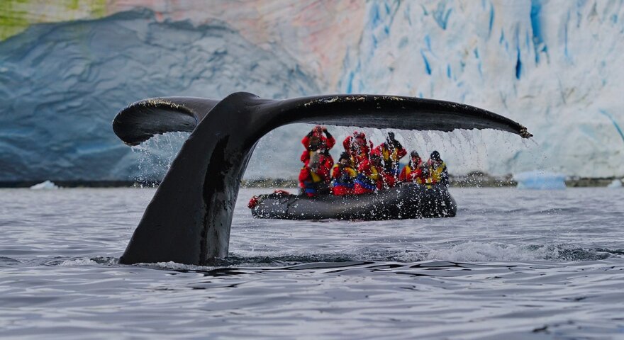 antarctica falklands south georgia cruise