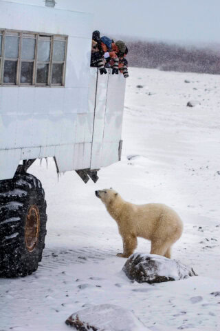 edmonton to churchill polar bear tours