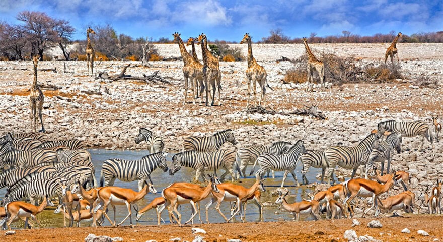 safari namibie botswana zimbabwe