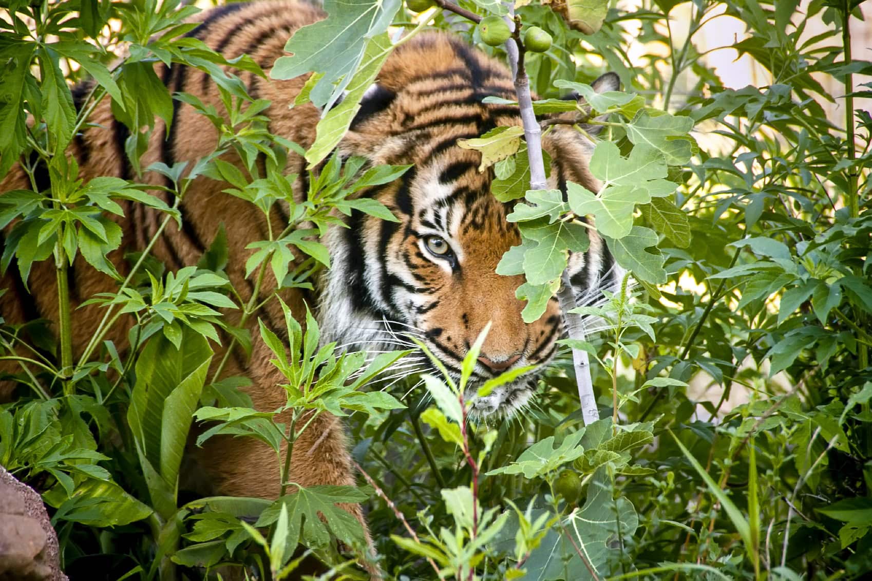Bengal Tiger: Authentic Indian Cuisine