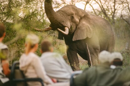 safari zimbabwe