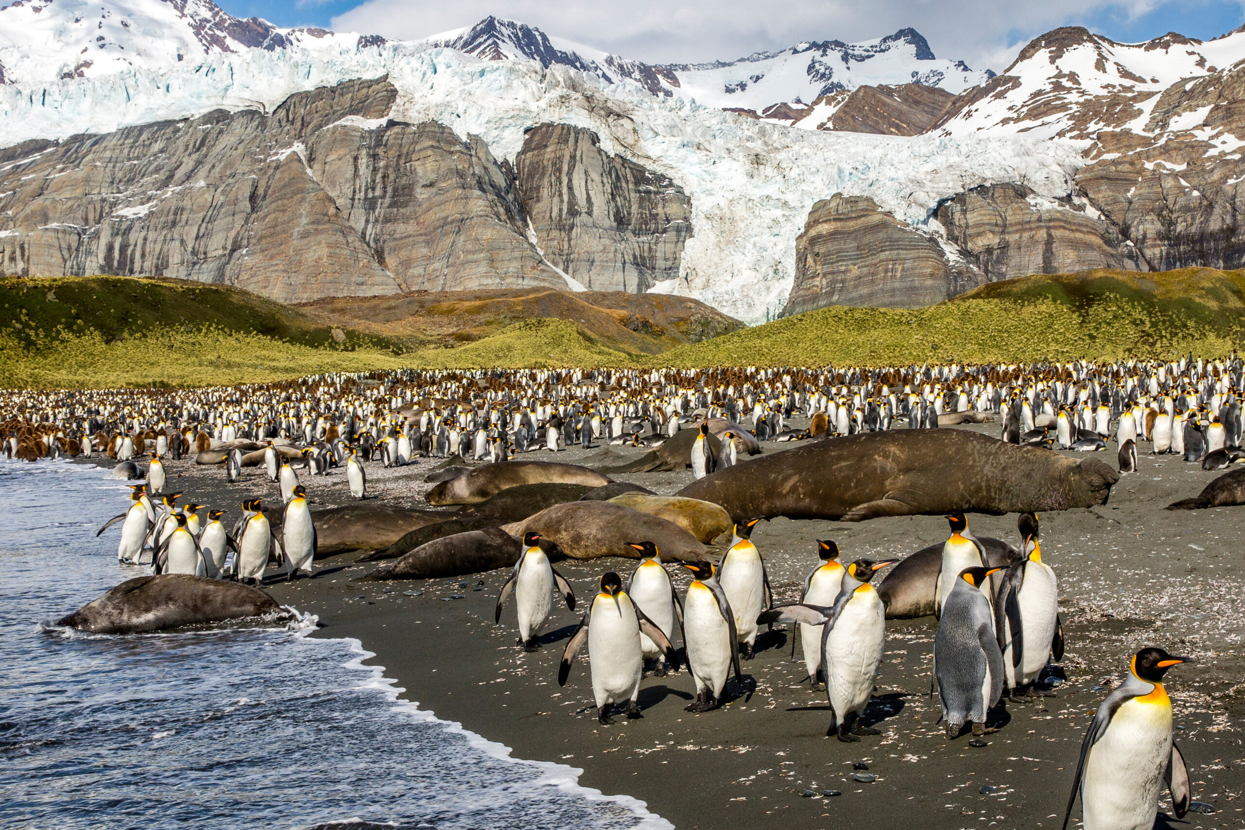 Antarctica, South Georgia & Falkland Islands Cruise