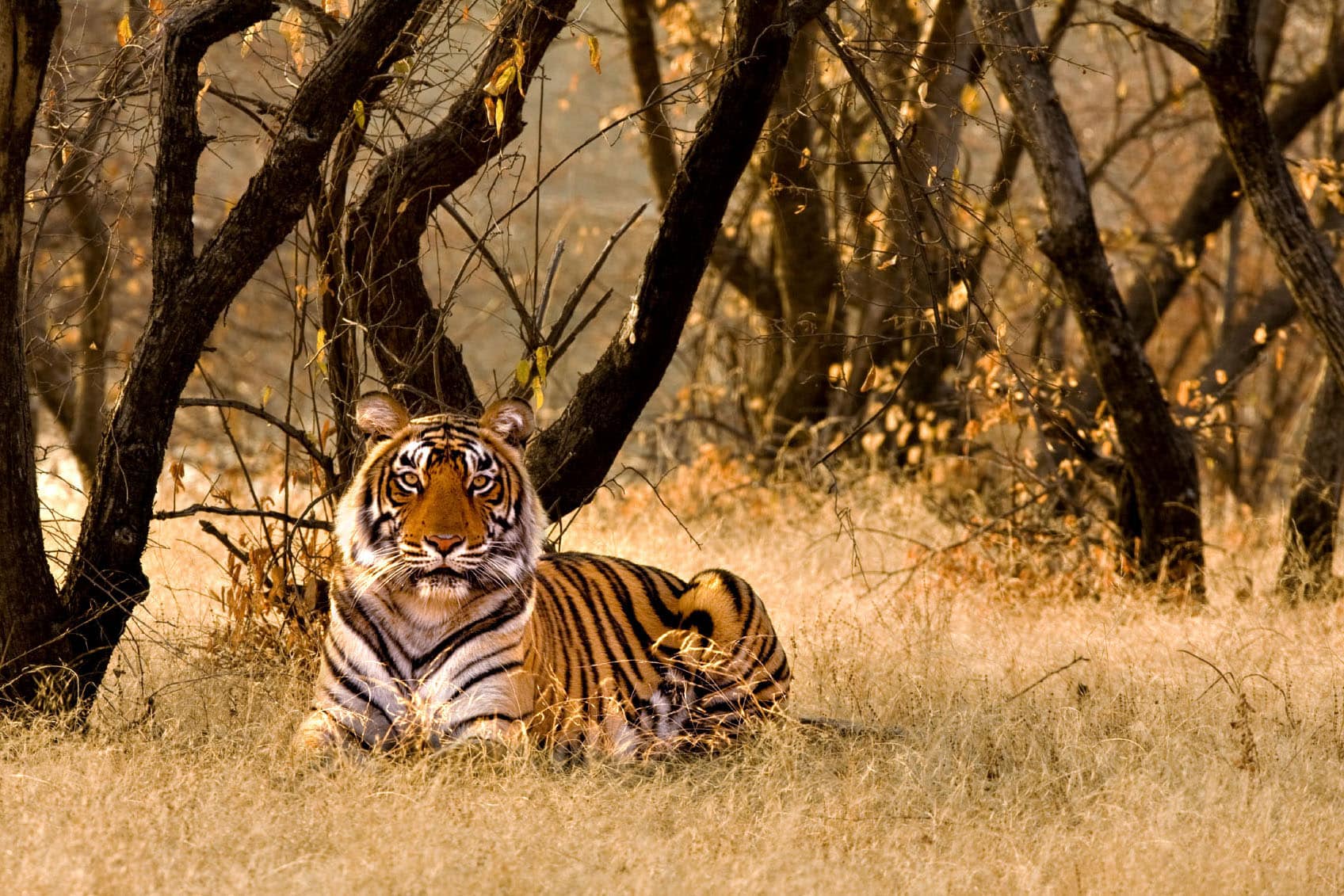 The Definitive Tiger Conservation Status Guide 2022