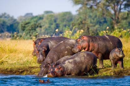 safari destinations botswana and zimbabwe