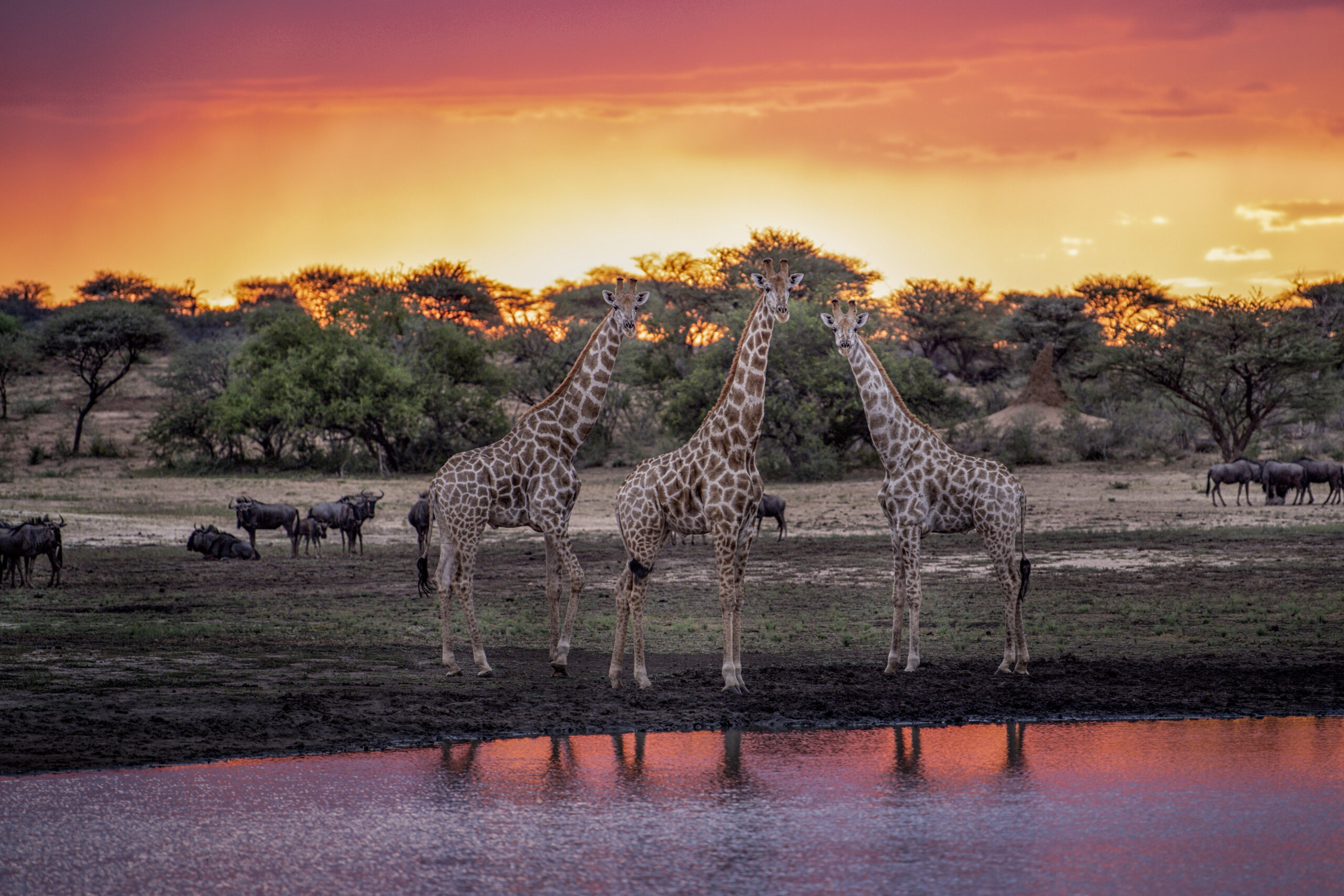 https://www.wildernesstravel.com/wp-content/uploads/2023/07/thumb-NAMGREEN-sunset-giraffe-safari-namibia-green-season-scaled.jpg