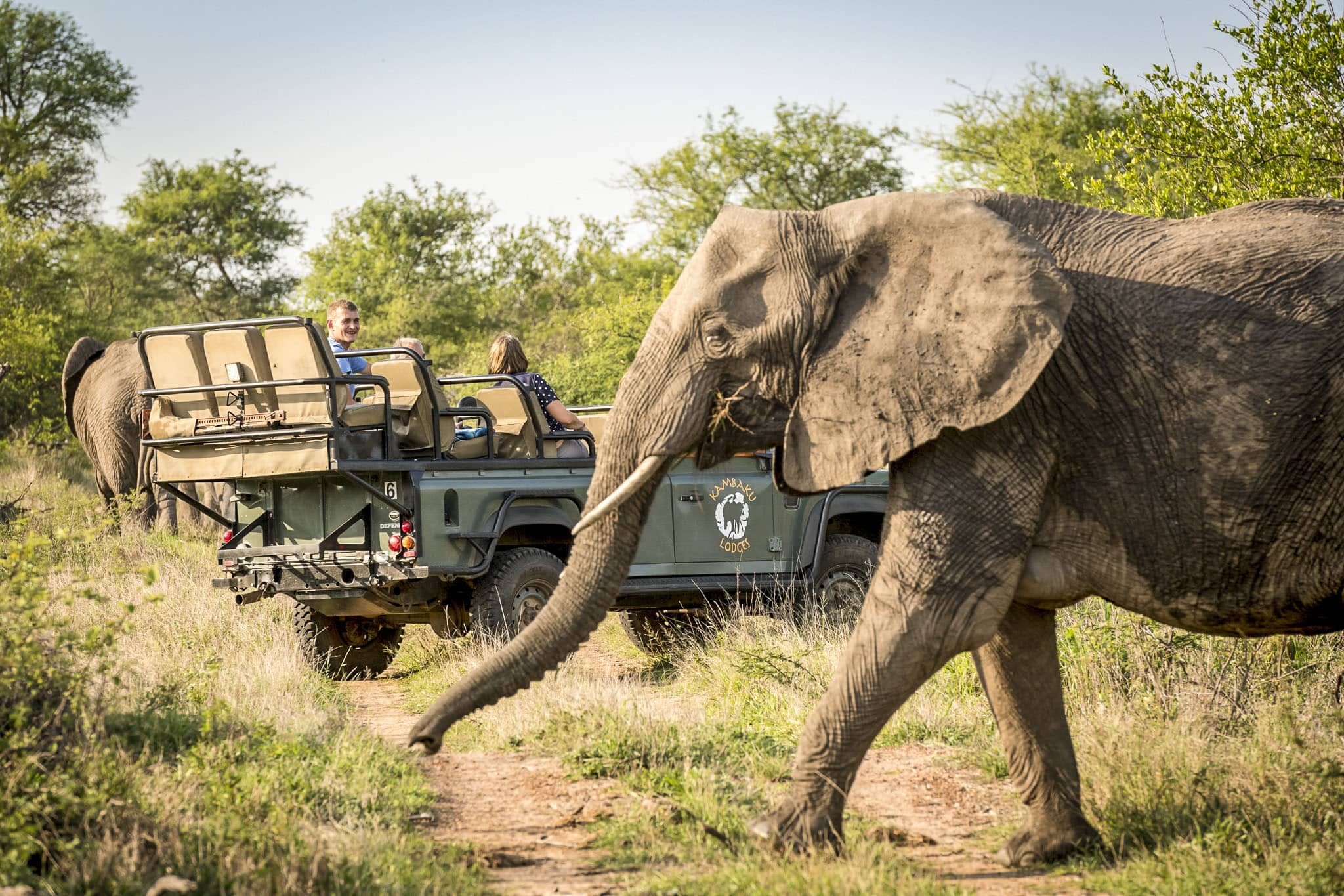 https://www.wildernesstravel.com/wp-content/uploads/2023/07/thumb-SOAFRISS-kruger-elephant-safari-south-africa.jpg