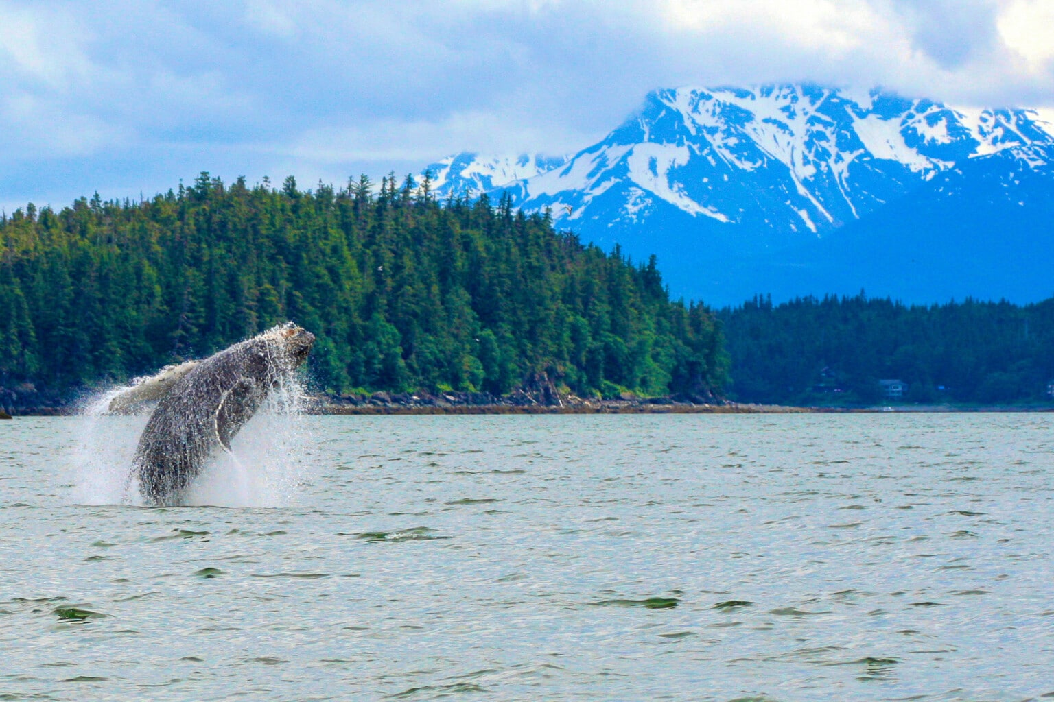 Alaska Wildlife Tours & Cruises | Best Trips to Alaska