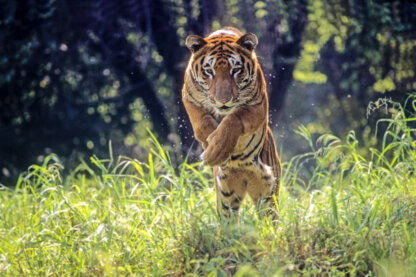 snow leopard sighting tours in ladakh