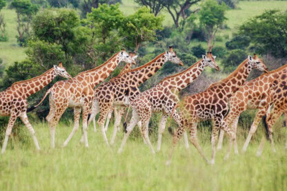 okavango wilderness safaris