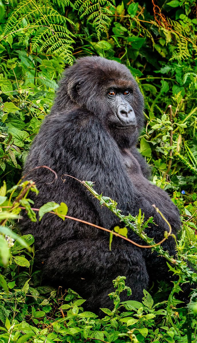 A gorilla sits among dense green foliage, looking slightly to the side. Its thick, dark fur blends seamlessly with the surrounding vegetation, setting a perfect scene for any nature blog seeking to optimize its content with vivid imagery and high-ranking keywords.