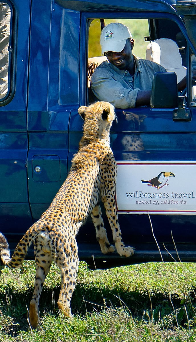 A cheetah stands on its hind legs, leaning on the window of a safari vehicle labeled 