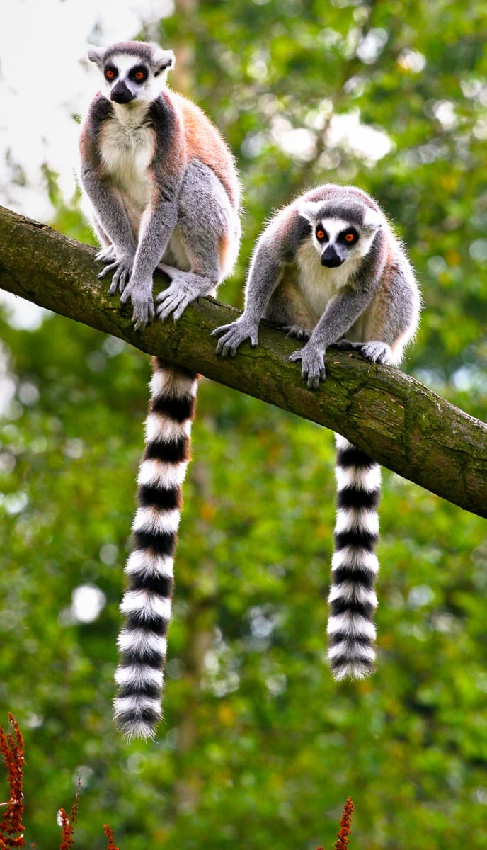 Two ring-tailed lemurs are sitting on a tree branch with their distinctive black-and-white striped tails hanging down, creating a perfect picture for a blog about wildlife. The background is a green, leafy forest.