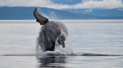 A whale's tail fin splashes in the water as it dives in a calm, expansive ocean off the coast of Alaska under a cloudy sky, exploring the depths away from the bustling crowds.