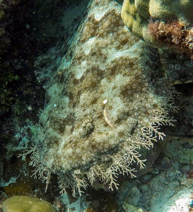 A well-camouflaged flat fish with frilly appendages blends into a rocky, algae-covered marine environment, making it a perfect sighting for those on underwater adventures in Raja Ampat.