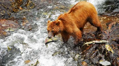 A brown bear stands in a river, holding a fish in its mouth, surrounded by water, rocks, and several other fish. This beautiful scene is reminiscent of the wildlife one might encounter on an expedition through Alaska's Inside Passage near Sitka.