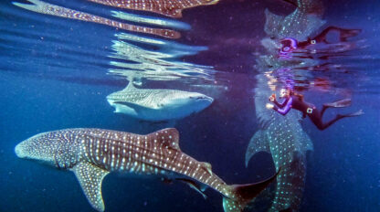 A diver swims near three whale sharks underwater, with their reflections visible on the water's surface in a vibrant, clear ocean during a snorkeling expedition in Cenderawasih Bay.