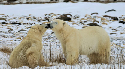 Two polar bears in Churchill interact in a snowy landscape with sparse vegetation. One bear is standing while the other sits, and they appear to be touching noses, offering a delightful glimpse for those tracking polar bears.