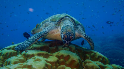 A sea turtle swims above a vibrant coral reef in the crystal-clear waters off Komodo, surrounded by small fish, offering an unforgettable snorkeling experience.