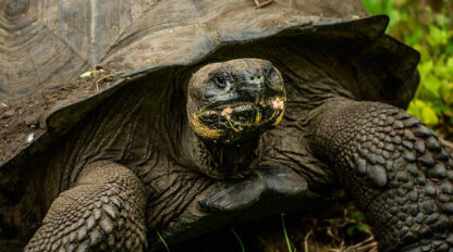 A wonderful close-up view of a large Galápagos tortoise, partially covered by its shell. The tortoise's textured, rough skin stands out as it rests, surrounded by lush greenery—a truly remarkable wildlife encounter.