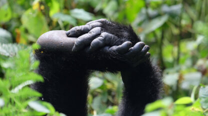 A gorilla's hands resting on its head with dense green foliage in the background evokes the serene beauty of visiting Uganda to see Mountain Gorillas.