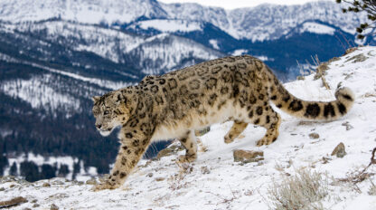 A snow leopard strides gracefully on a snowy mountain slope in India, with a breathtaking range of snow-covered peaks standing proudly in the background.