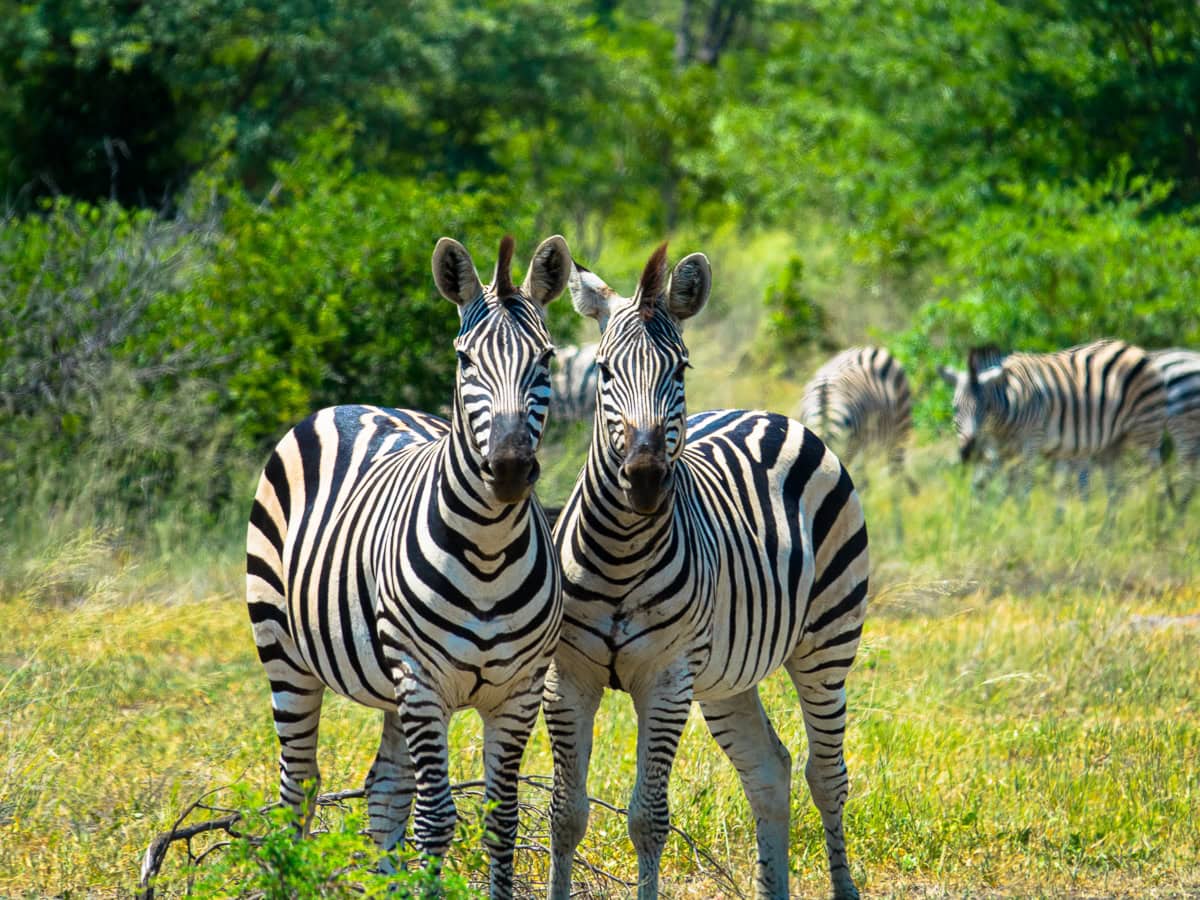 botswana safari tour